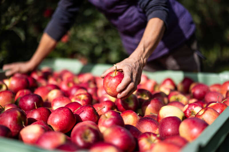 BIO-ÄPFEL: AUCH IM FRÜHJAHR UND SOMMER EINE SCHLÜSSELKATEGORIE